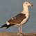 Western Gull